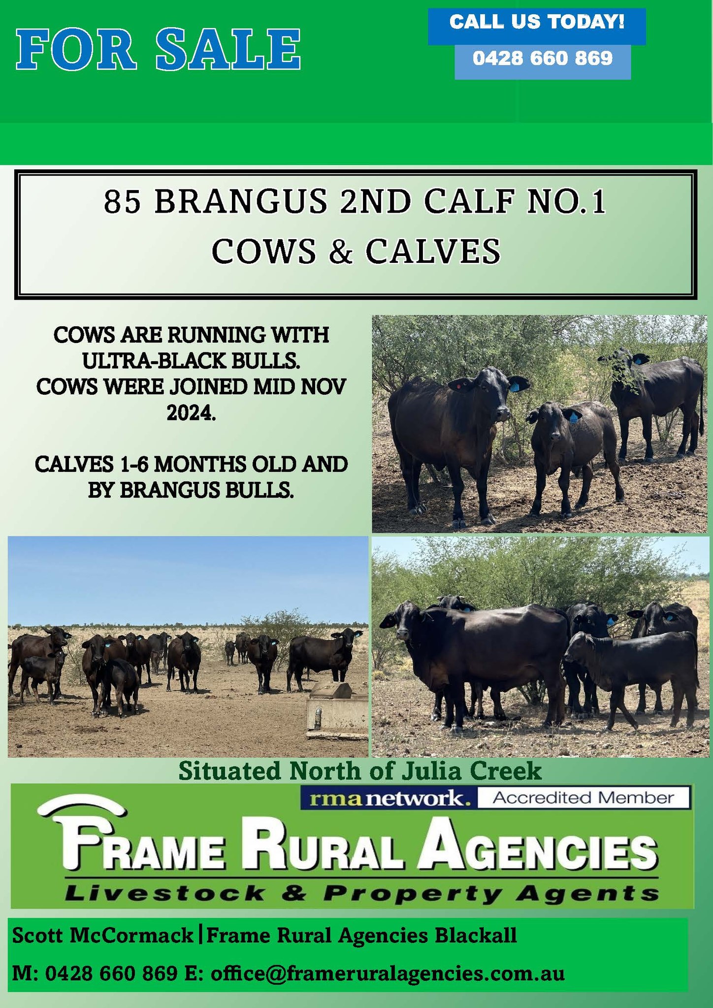 🎺FOR SALE🎺 ⭐85 BRANGUS 2ND CALF... - Frame Rural Agencies | Facebook
