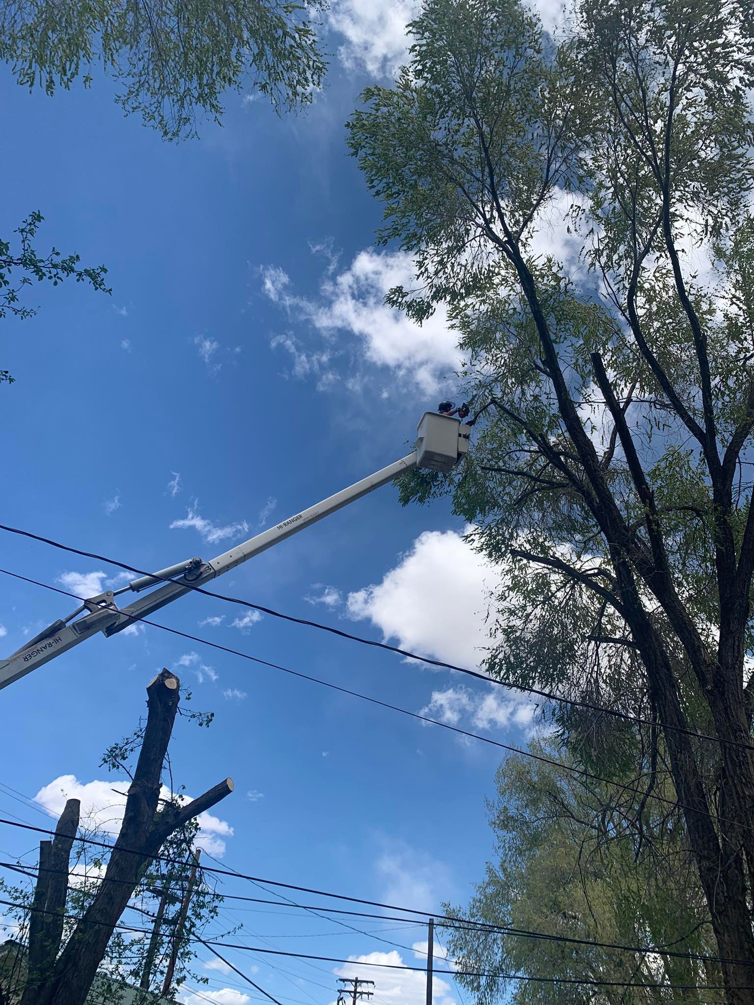 SouthWest Tree Service | Olathe CO