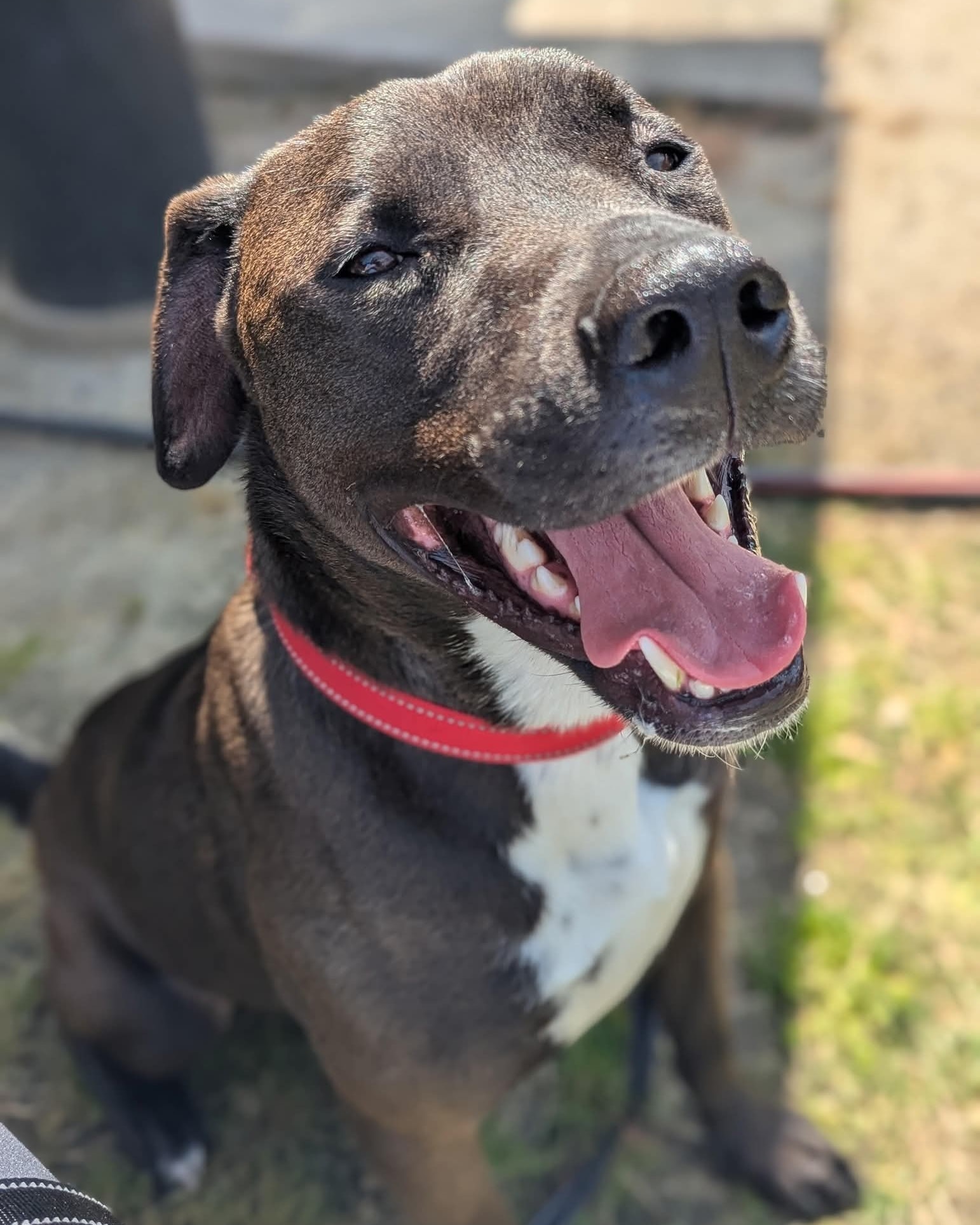 Second Chance... - Second Chance Ranch Rescue and Sanctuary