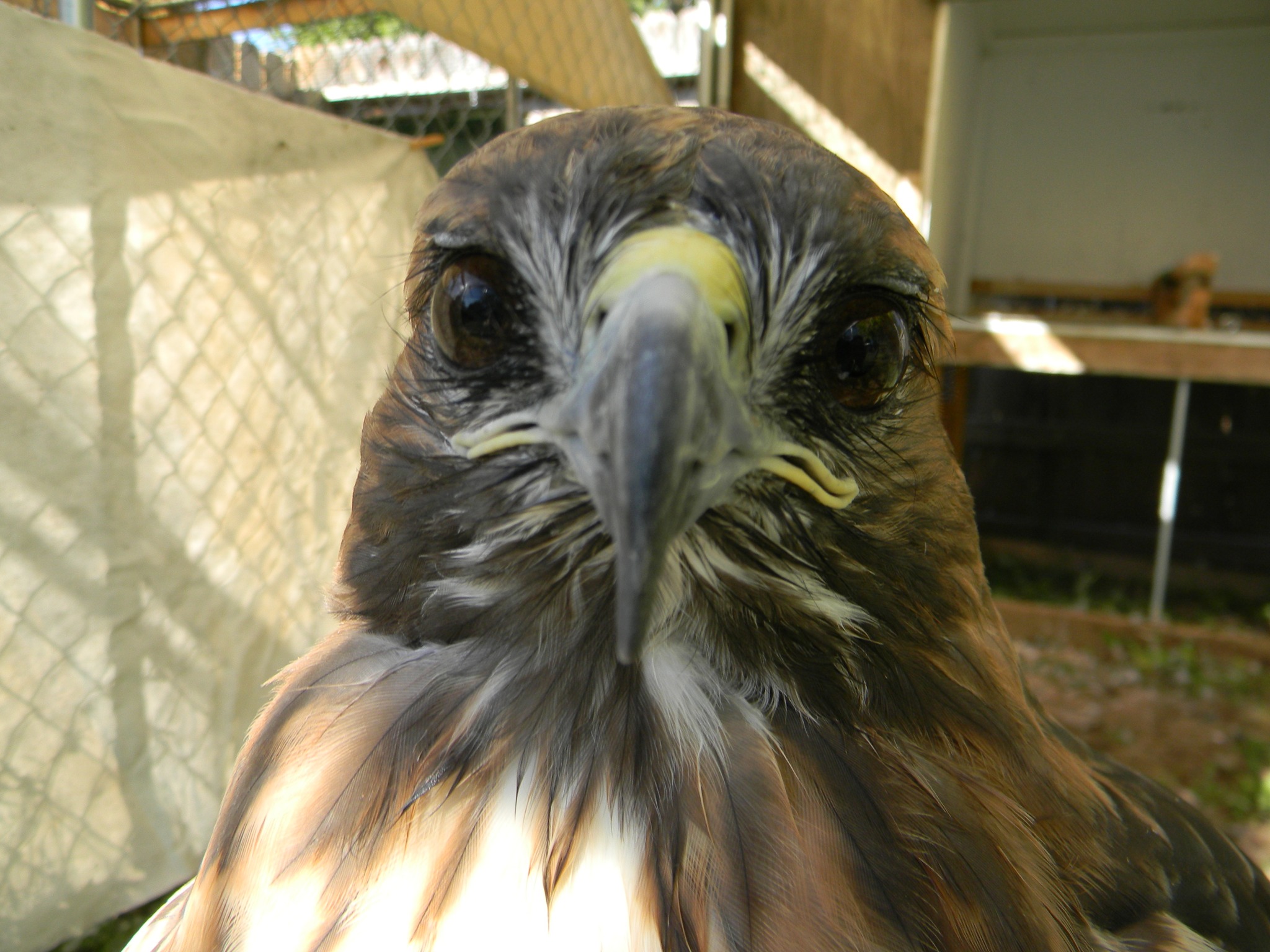 Good morning from the Queen!... - Black Hills Raptor Center | Facebook