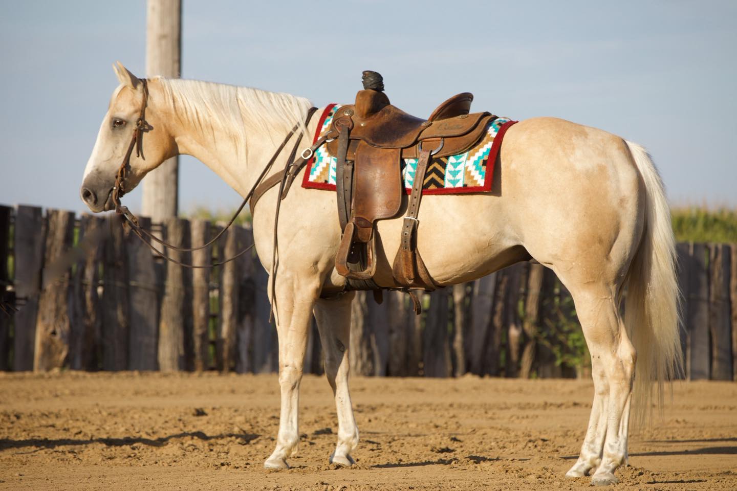 Jared Meyer Performance Horses - This one is THICK!! 💪🏻 ⚡️⚡️ 𝗛𝗼𝗻𝗱𝗼 ⚡️⚡️ ...
