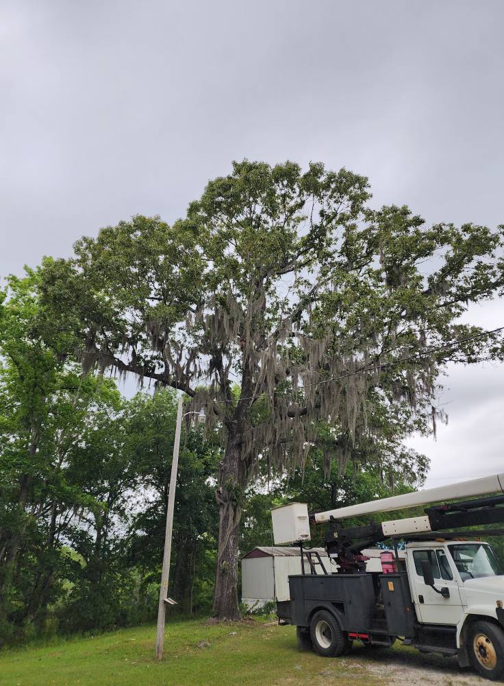 B & B Tree Service | Summerville SC
