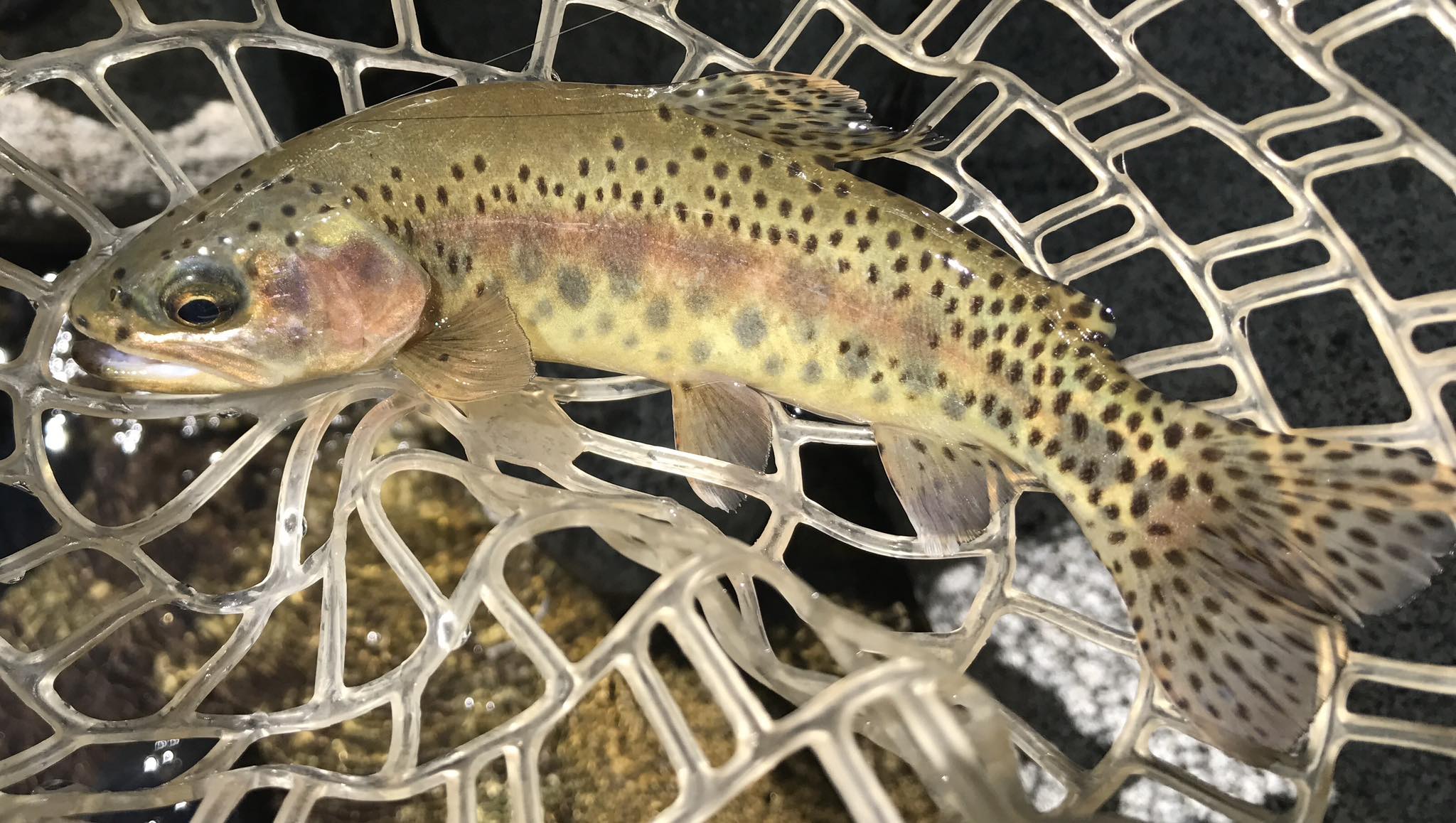 Golden trout out of lynx creek.