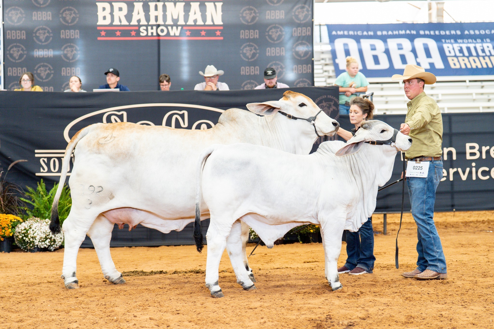 the-brahman-2025-usa-national-brahman-show-reserve-aged-senior