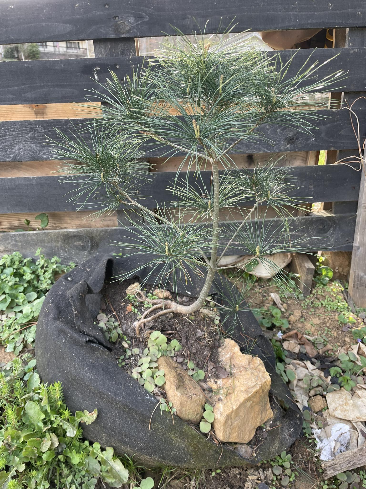 One year on… I know white pine (Pinus alba) isn