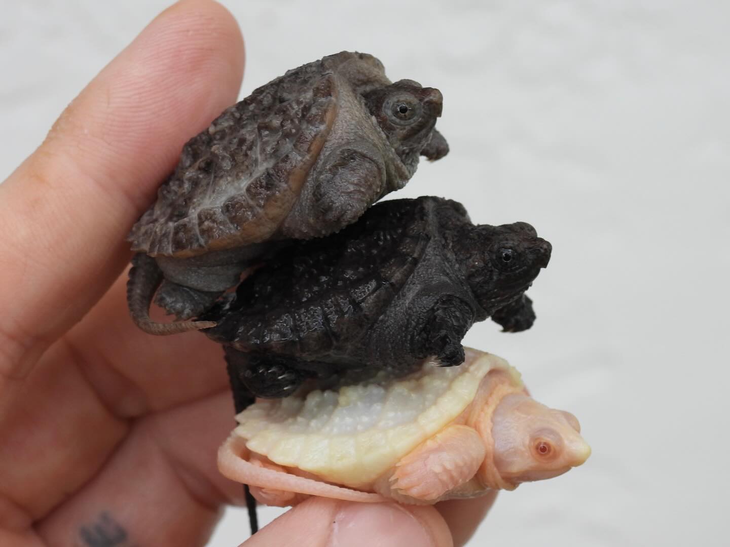 The Reptile - A terrific turtle stack--calico, normal and albino common ...