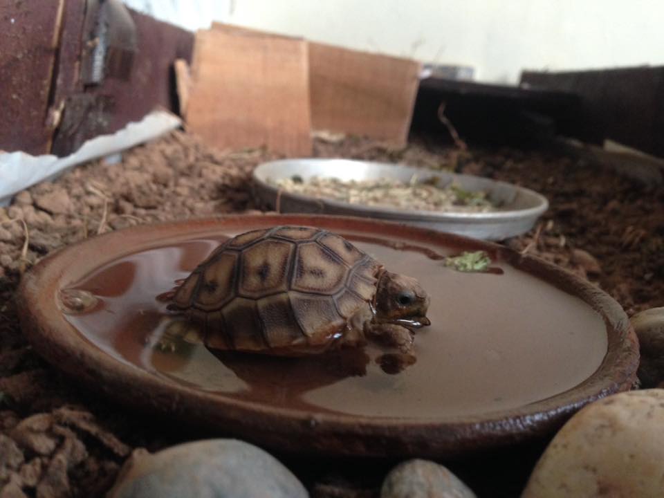 Pakistan Turtles Club | Islamabad
