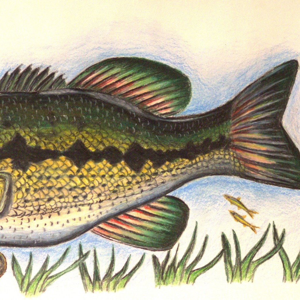 New Mexico Department of Game and Fish - The Sand Dune Lizard is a ...