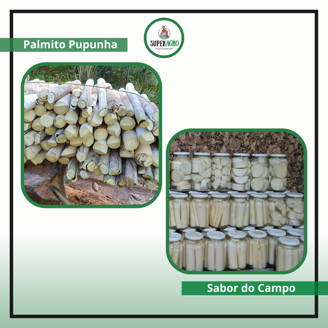 SuperAgro - 👩🌾👨🌾 O palmito é extraído do caule de...