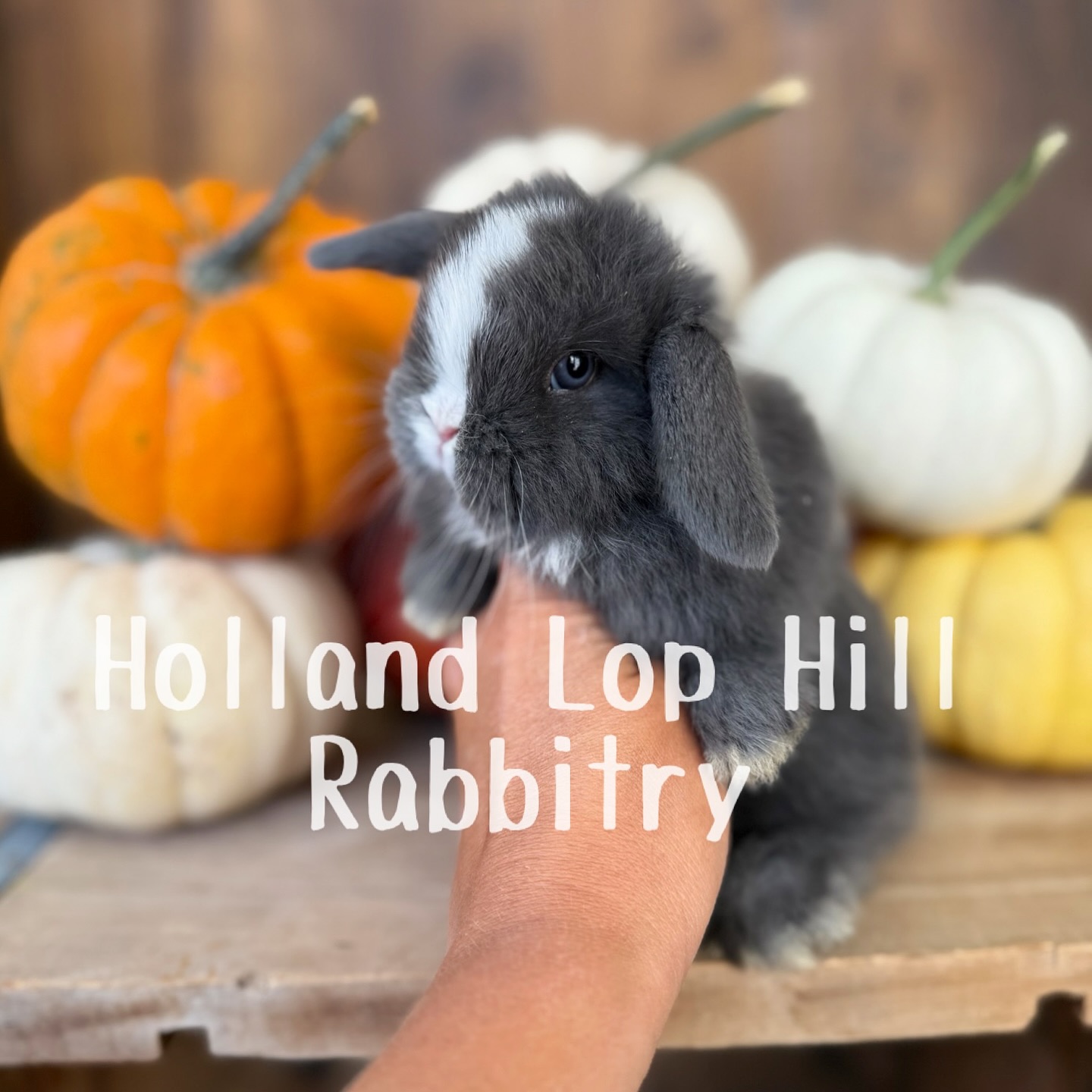 Holland Lop Hill Rabbitry | Shelley ID