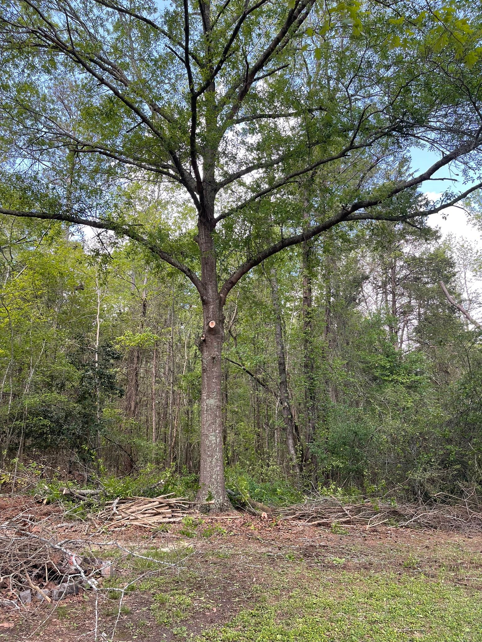 Patterson Tree & Lawn Service | Lowndesville SC