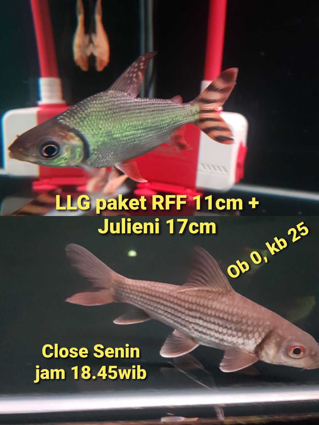 PI Predator Indonesia | Paket Tankmate 2biji langsung | Facebook