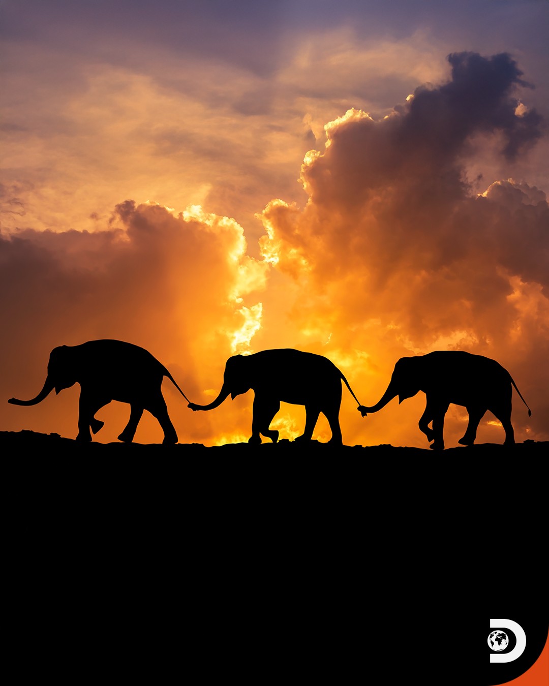 Discovery - Elephants communicate using low-frequency vibrations called ...