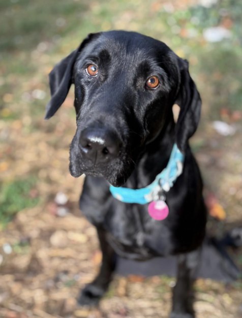 Lab Rescue LRCP - It's Labulous news time for November... | Facebook