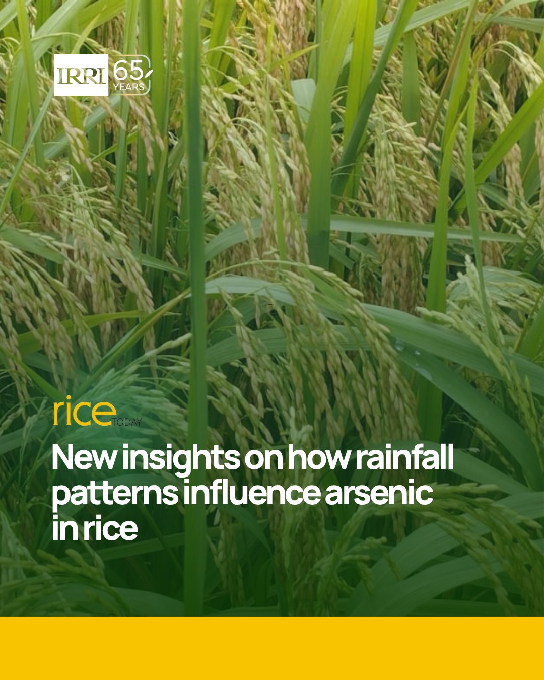 IRRI - Rice Today: New study shows that arsenic in rice isn’t just a ...