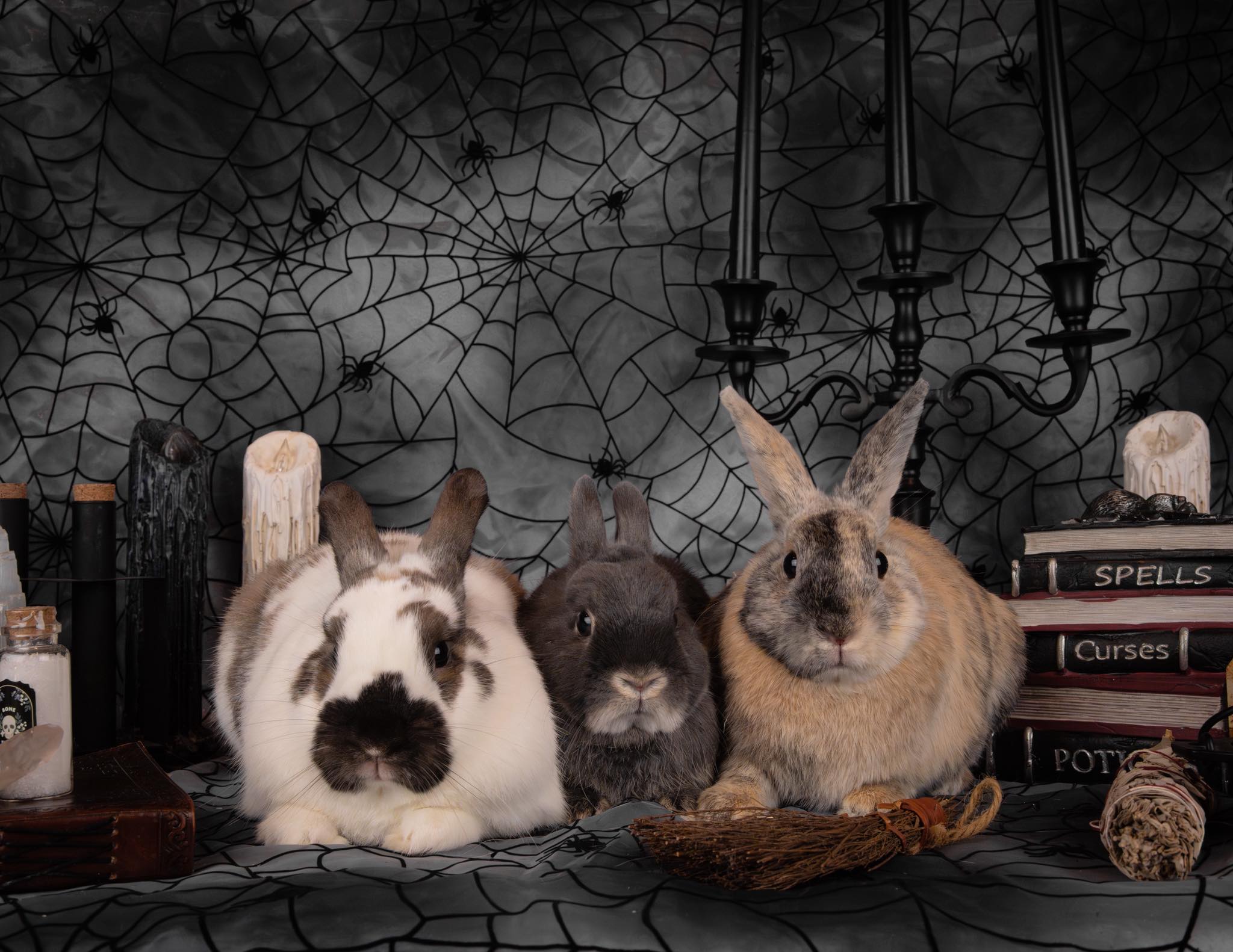 House Rabbit Society of Chicago | Chicago IL
