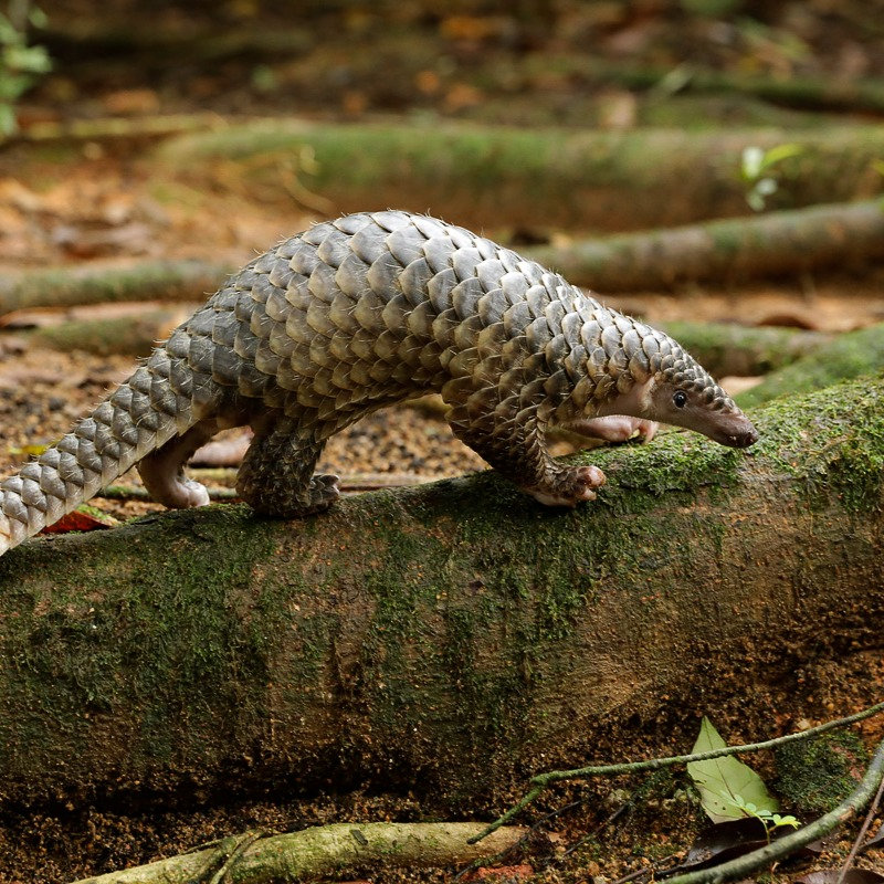 ENV - ⚡Species Profile: Pangolins! ⚡🛡️ Meet the world’s only mammal ...