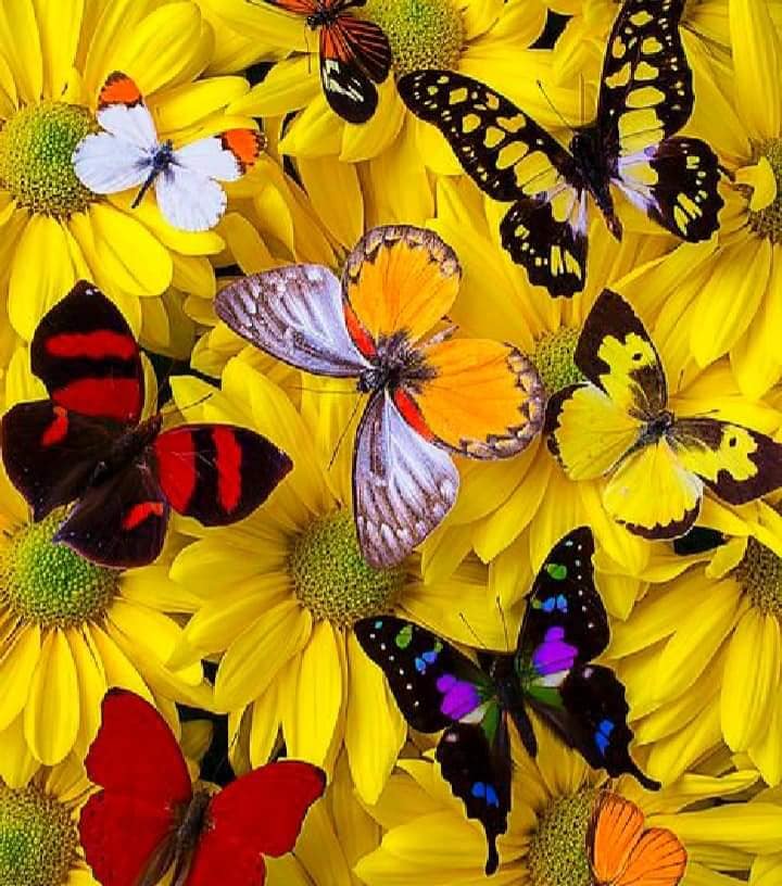 LEGENDA FLUTURILOR sursa- Imprumut carte pentru copii 🦋🦋🦋🦋🦋🦋🦋🦋 Culorile ...