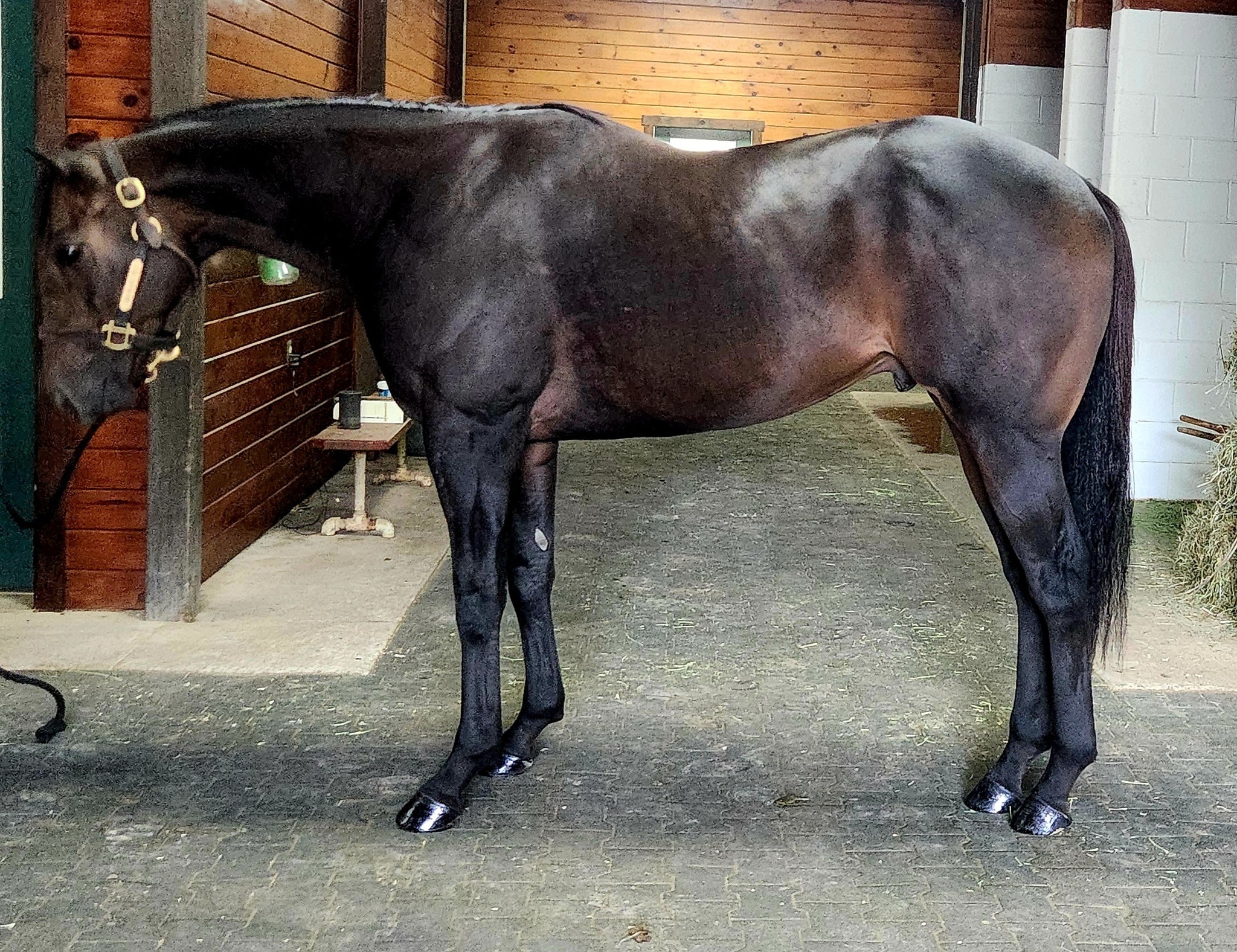 ReRun Thoroughbred Adoption... - ReRun Thoroughbred Adoption