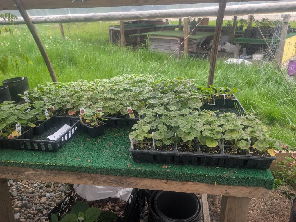 Justin's Farm... - Justin's Farm Fresh Produce and Plants