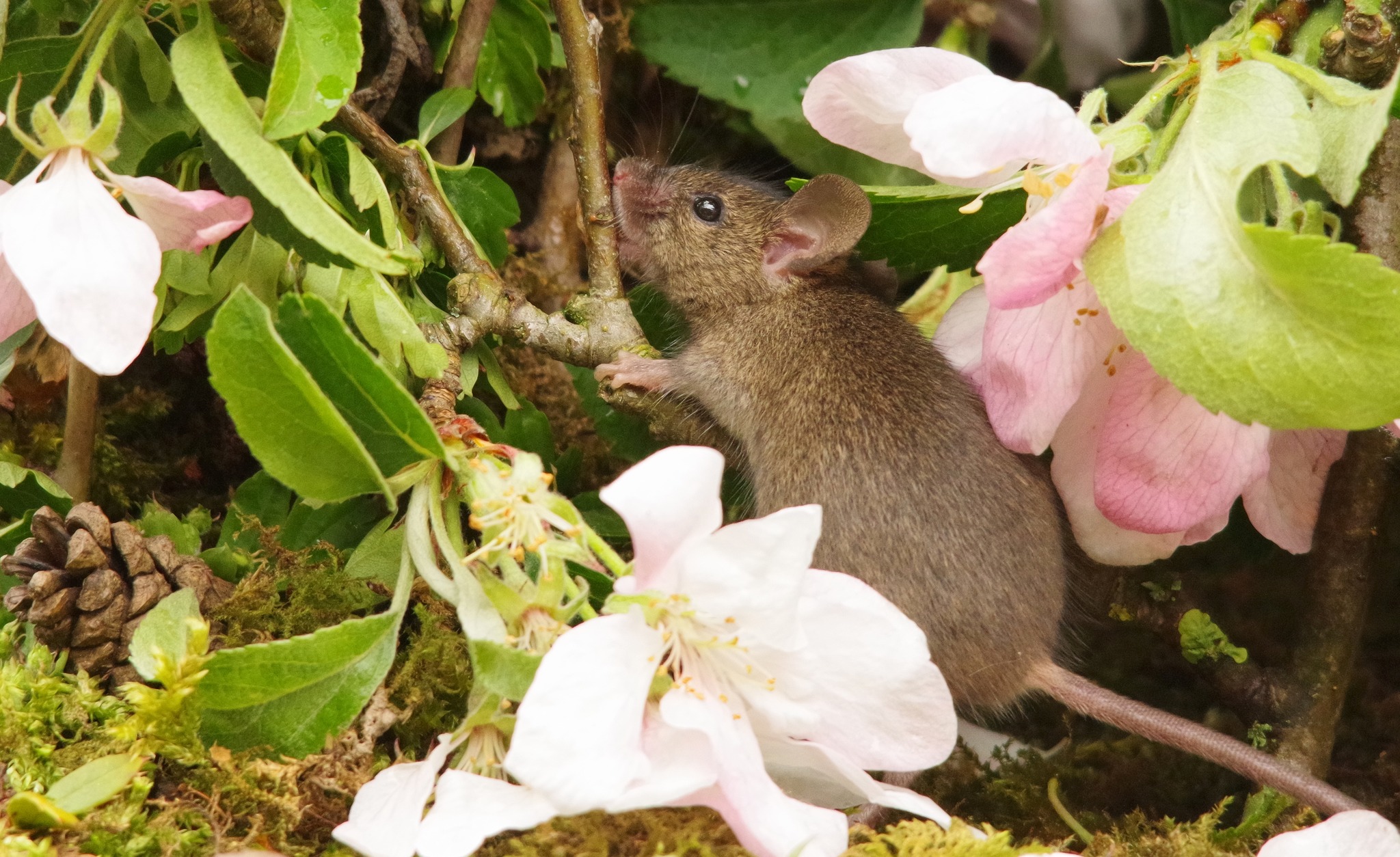 today is a forage... - George the Mouse in a log pile house | Facebook
