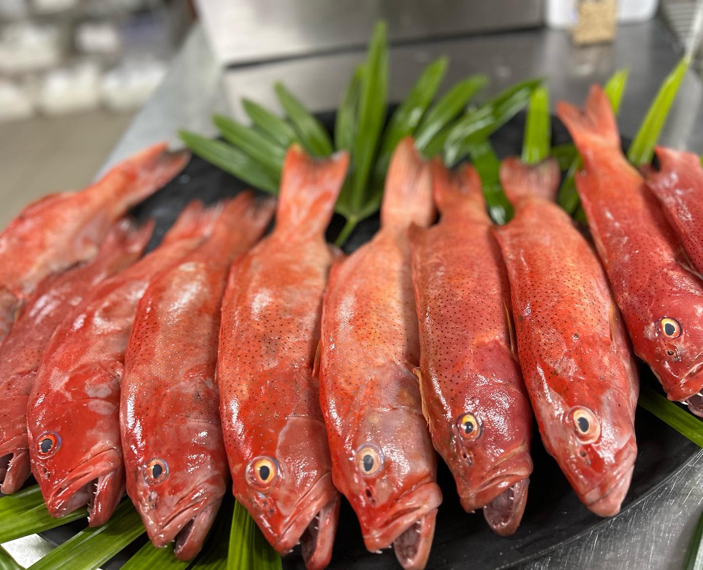 Eden Fiji - FRESH salmon cod on our menu.