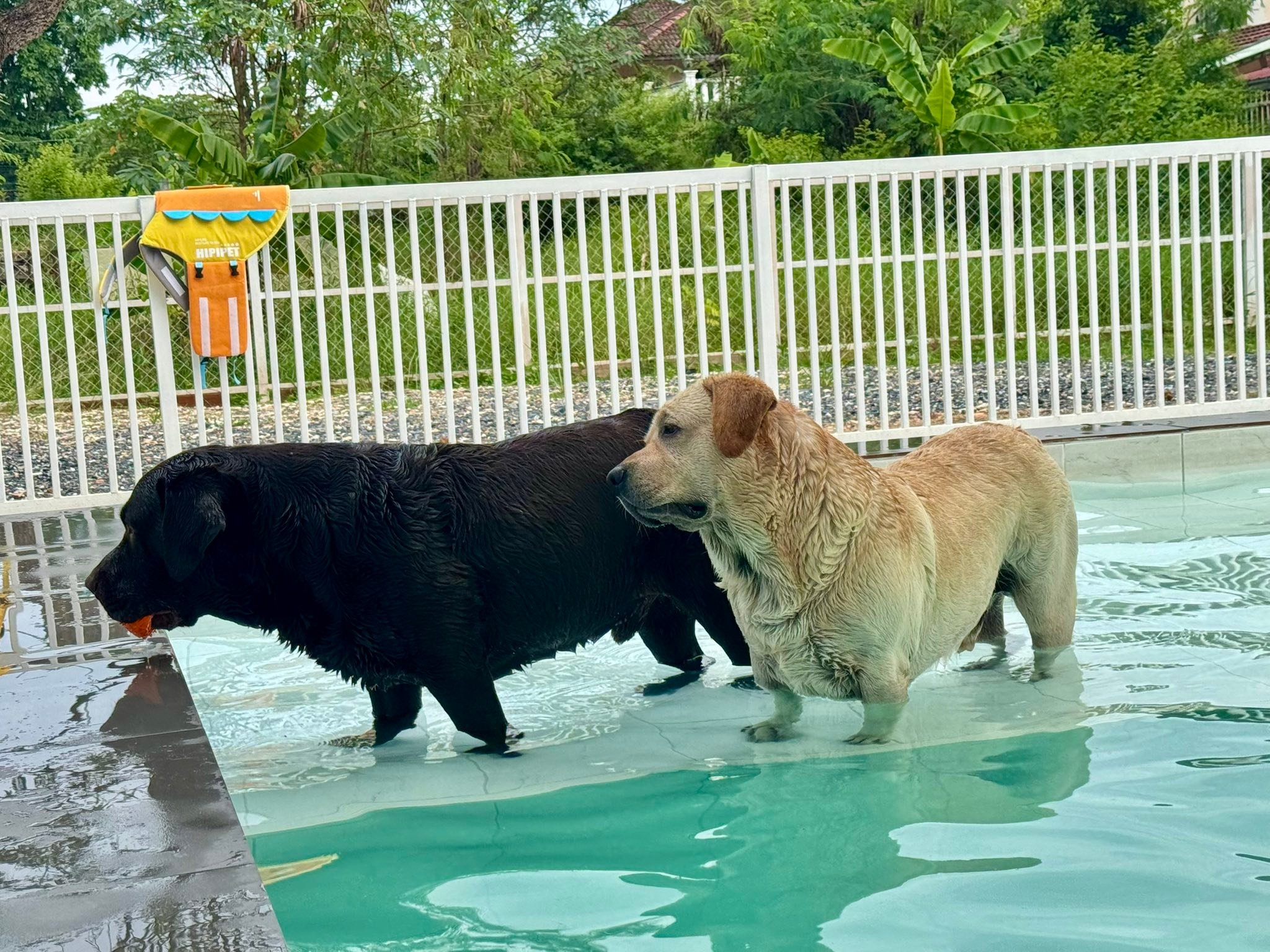 Dobby Bambii labrador added a new... - Dobby Bambii labrador