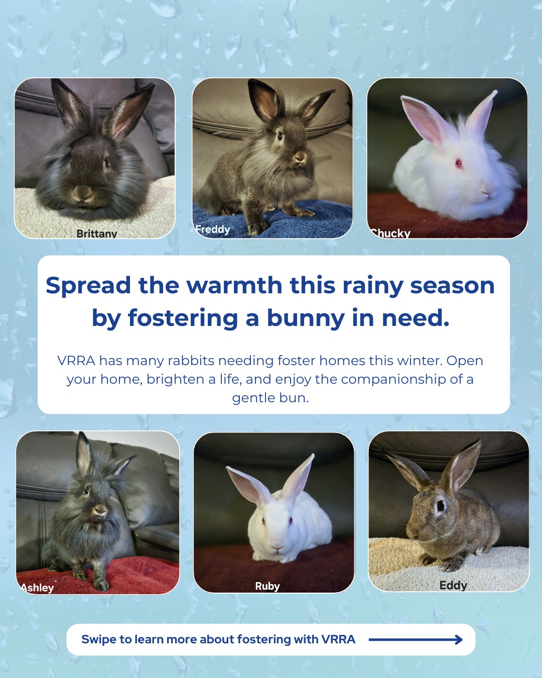 🌧️ Spread the... - Vancouver Rabbit Rescue and Advocacy | Facebook