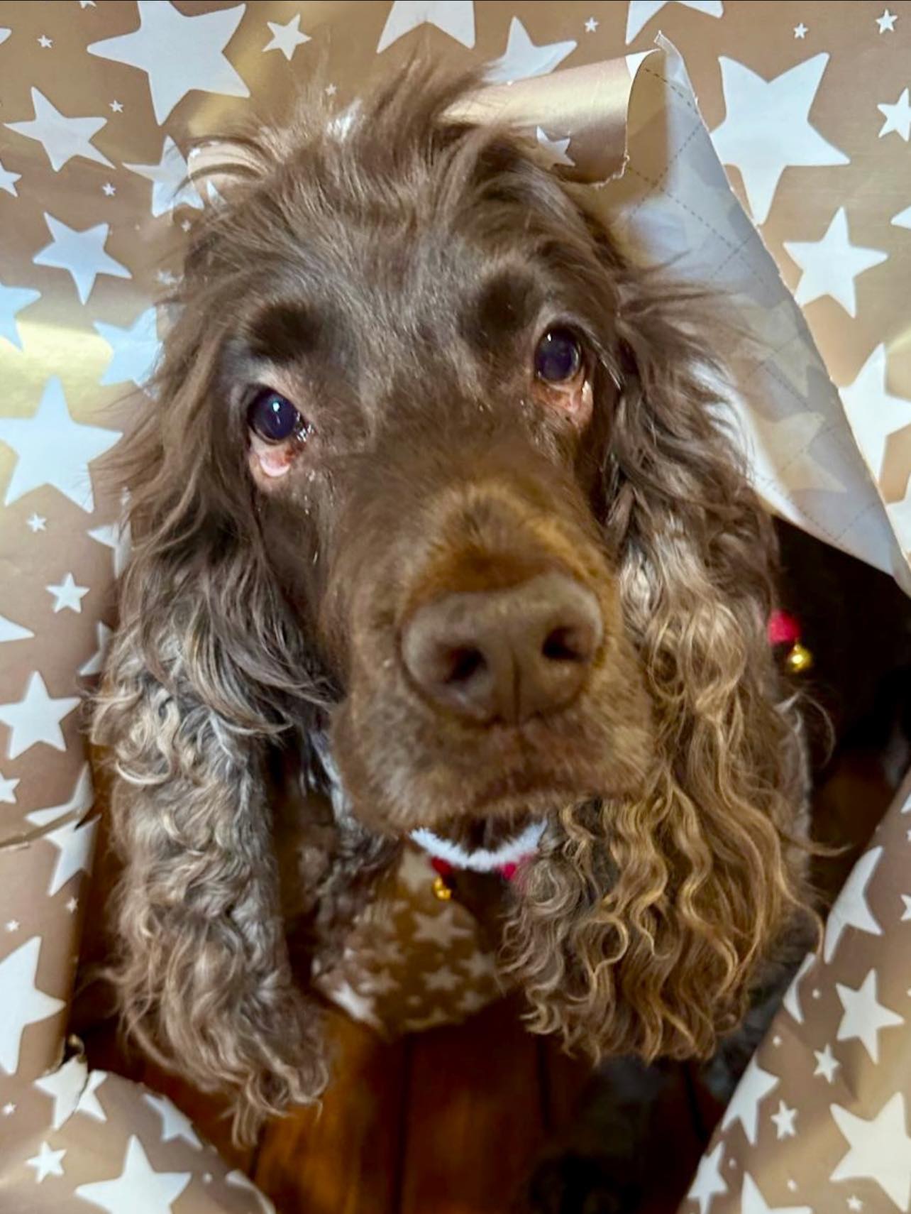 Cocker Spaniel Rescue QLD inc