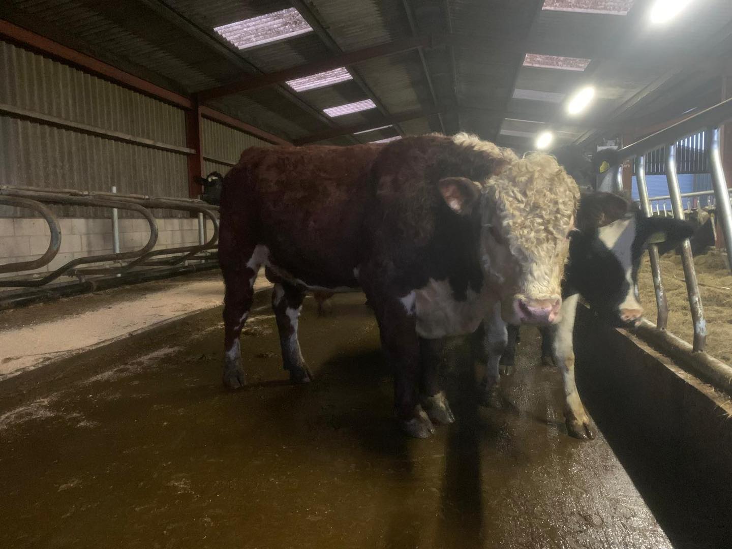 North West Auctions - 🐄 Lancaster Auction Mart Monthly Sale of Pedigree ...