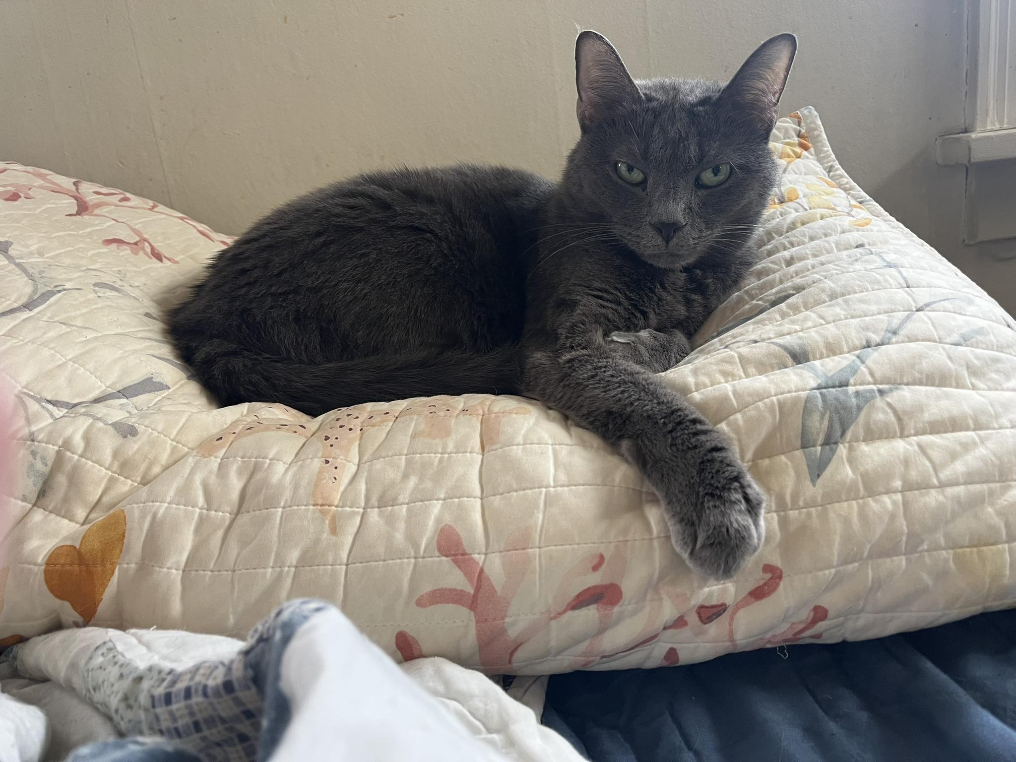 Wayward - Through no fault of his own, this gorgeous hunk of a cat has ...