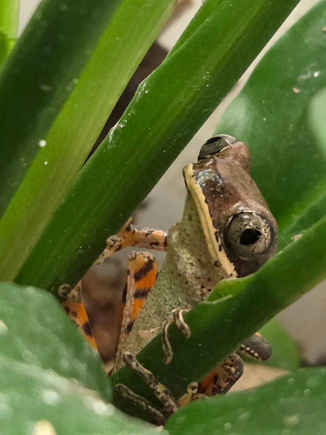 Josh's - The Tiger Leg Monkey Tree Frog gets its name from the bold ...