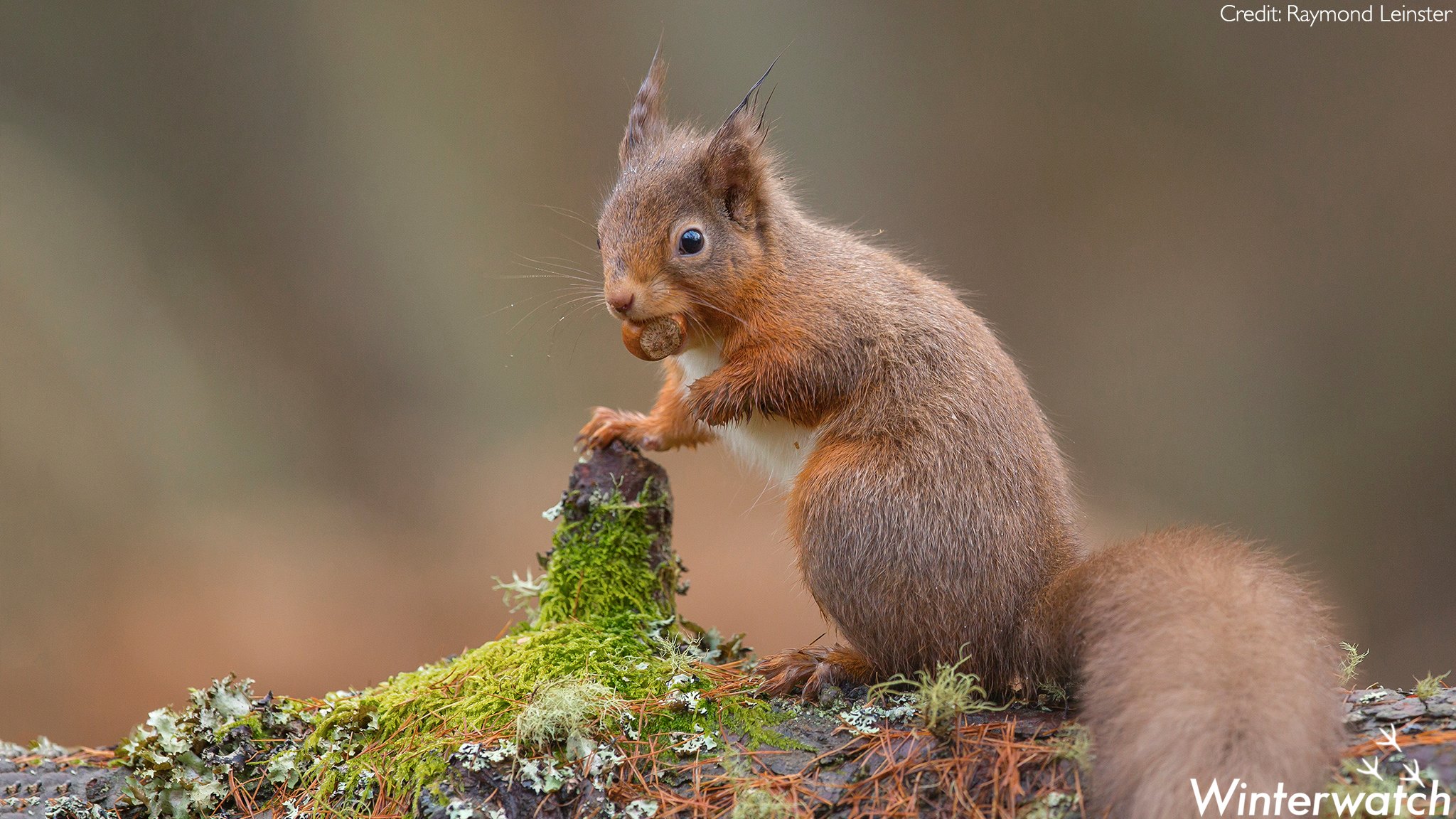 BBC - Red squirrels work hard in the autumn to cache nuts to save for a ...