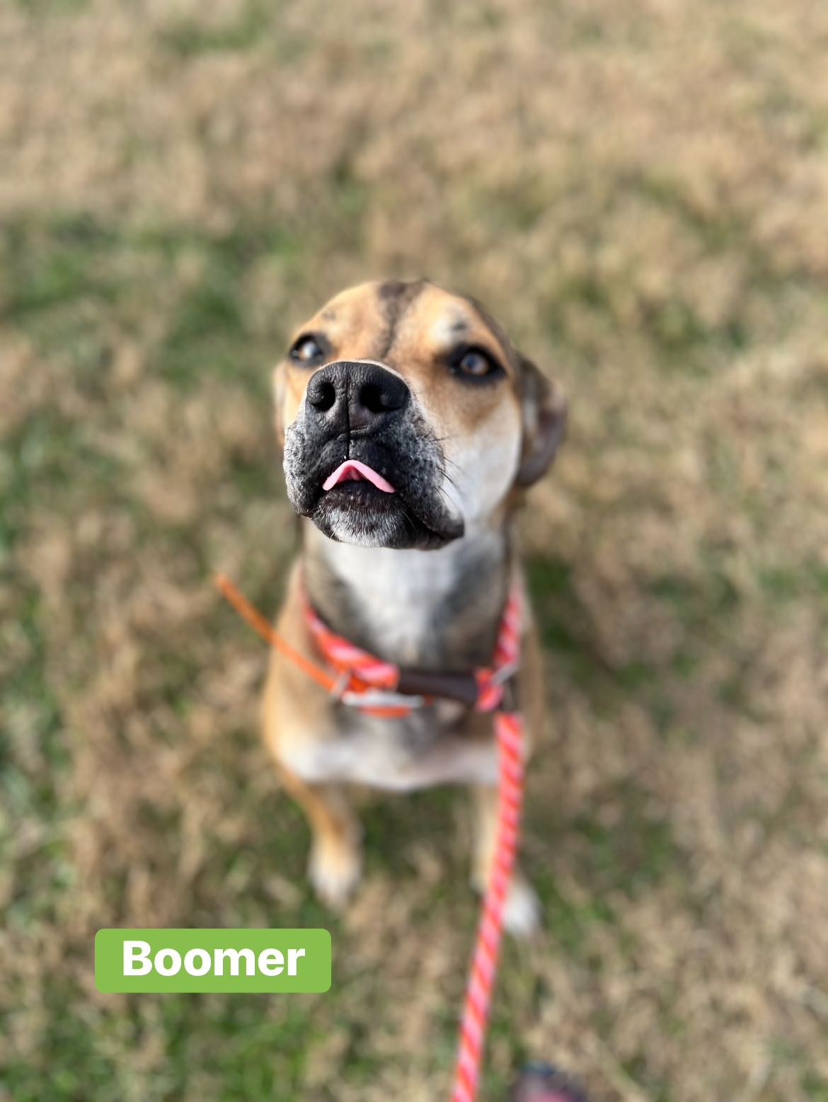 Friends - Meet Boomer – A Sweet Boy with a Big Heart Who is Ready for a ...