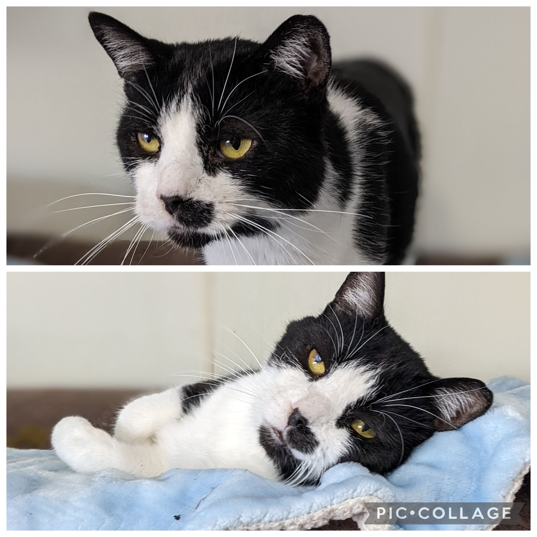 Project - We are continuing to spotlight some of our pets who are often ...
