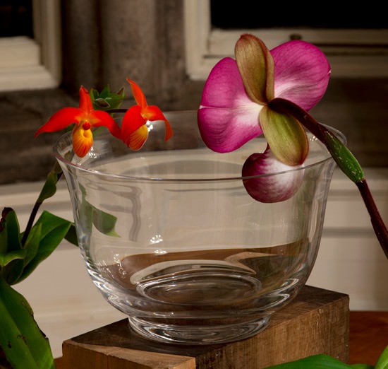 蘭花花精 拖鞋蘭之王 蘭花花精ltoe Orchid Essences Facebook