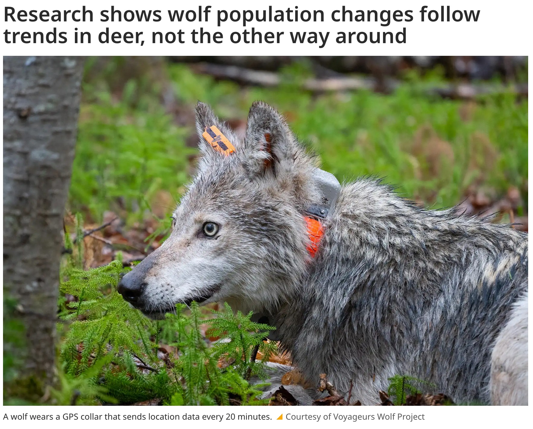 https://www.mprnews.org/e... - Timber Wolf Information Network | Facebook