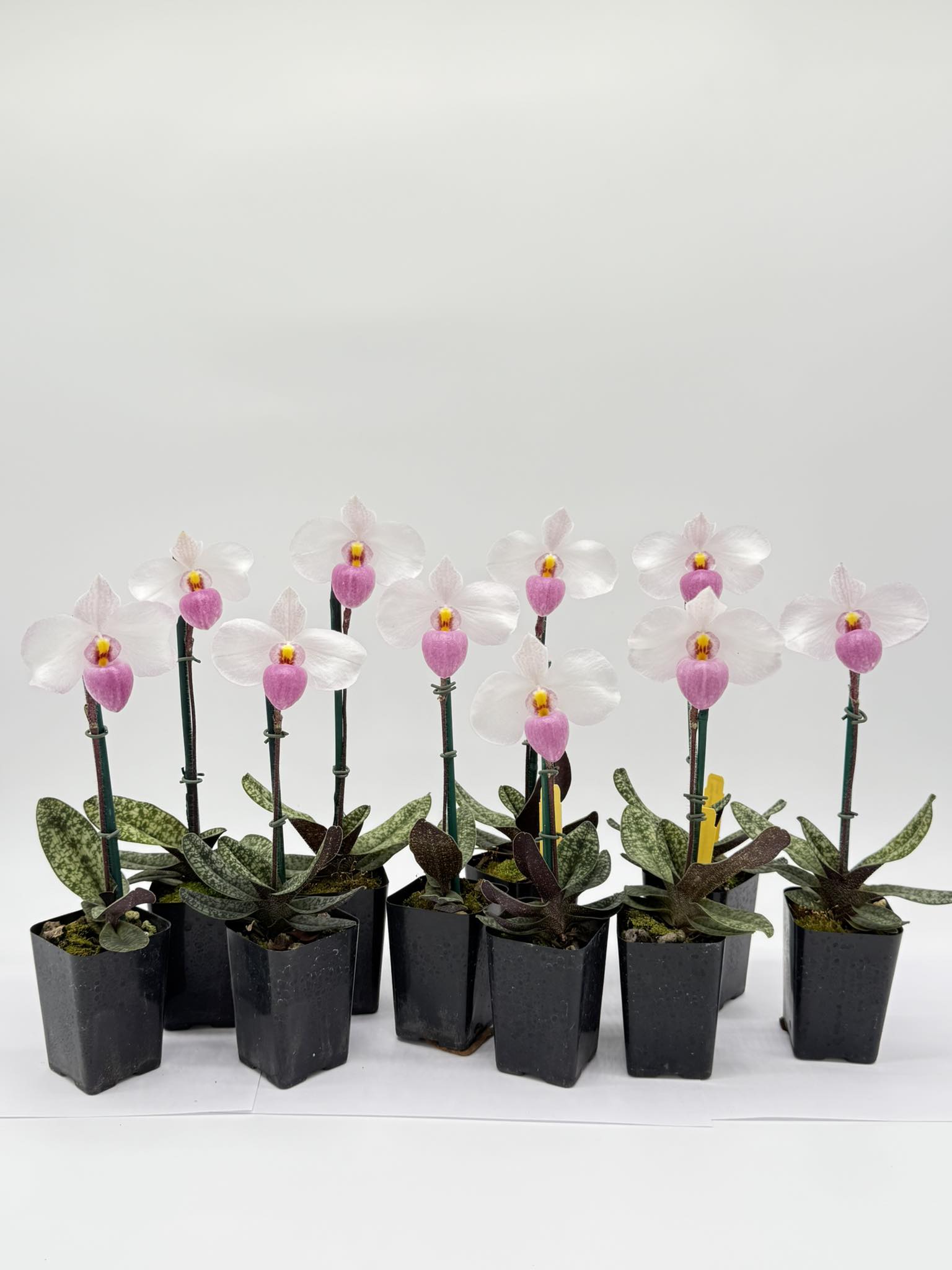 Paphiopedilum Delrosi, it prepares other stems😀