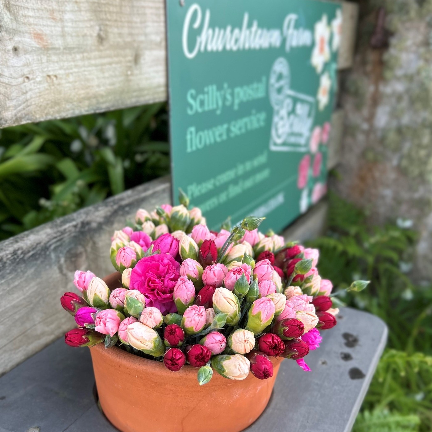 Scilly Flowers - Yippy the first of our scented pinks!... | Facebook