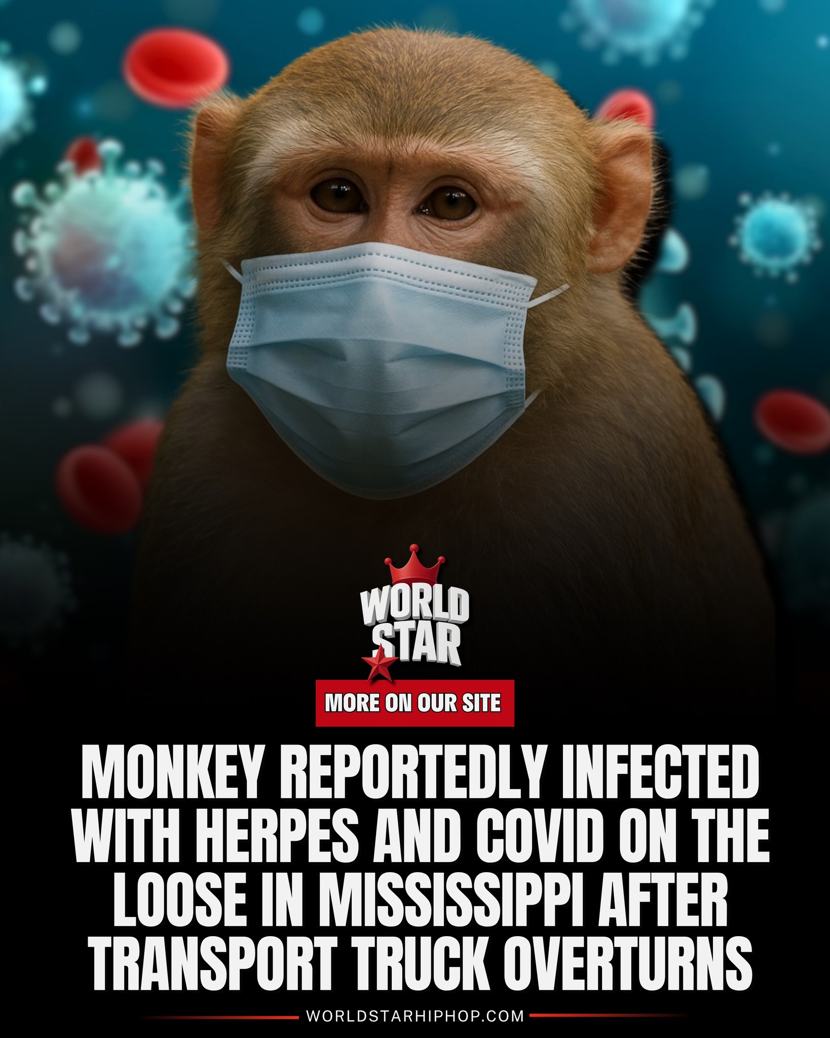 A monkey reportedly carrying herpes,... - Worldstar Hip Hop | Facebook