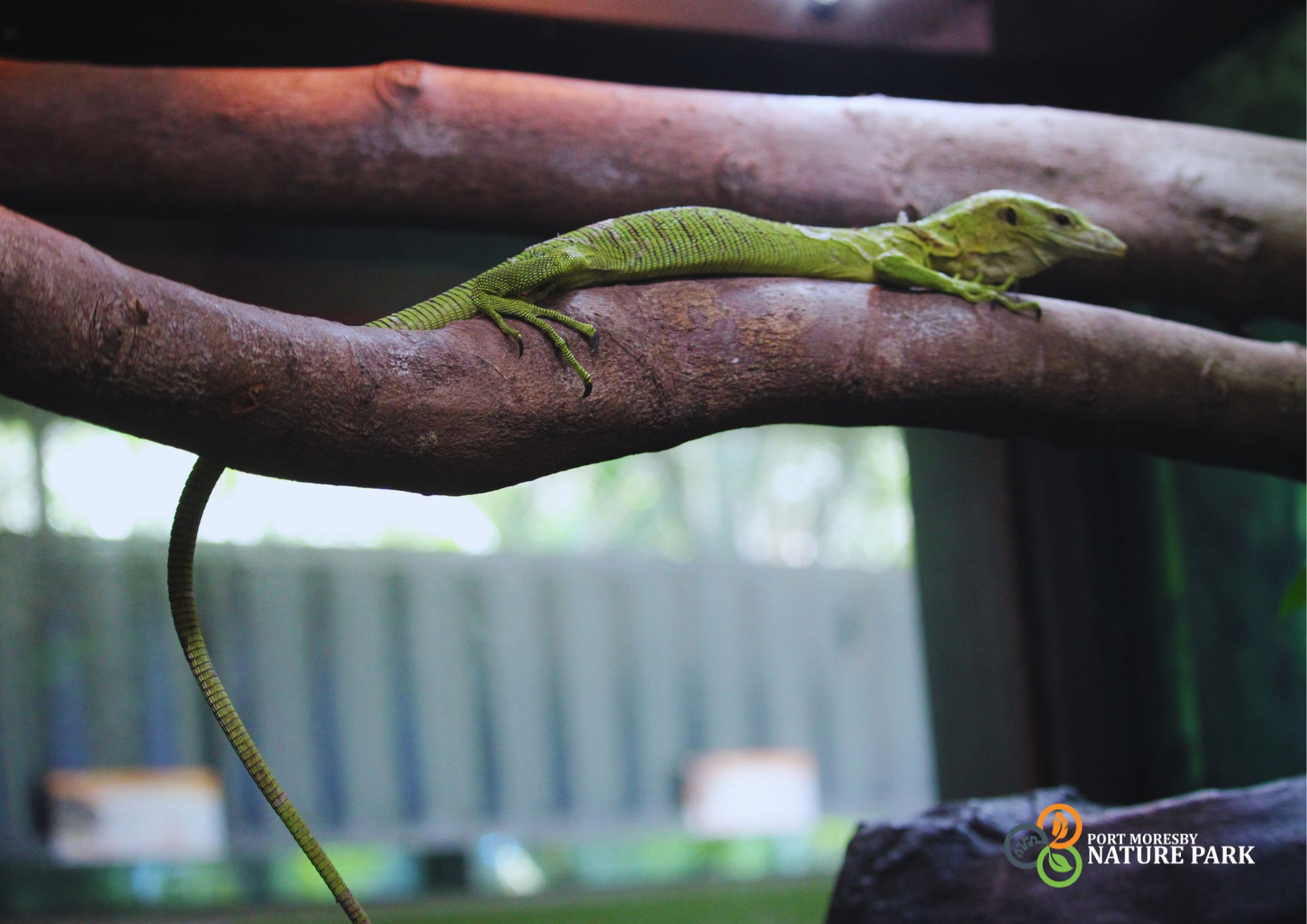 Lizards🦎| Are super important... - Port Moresby Nature Park | Facebook