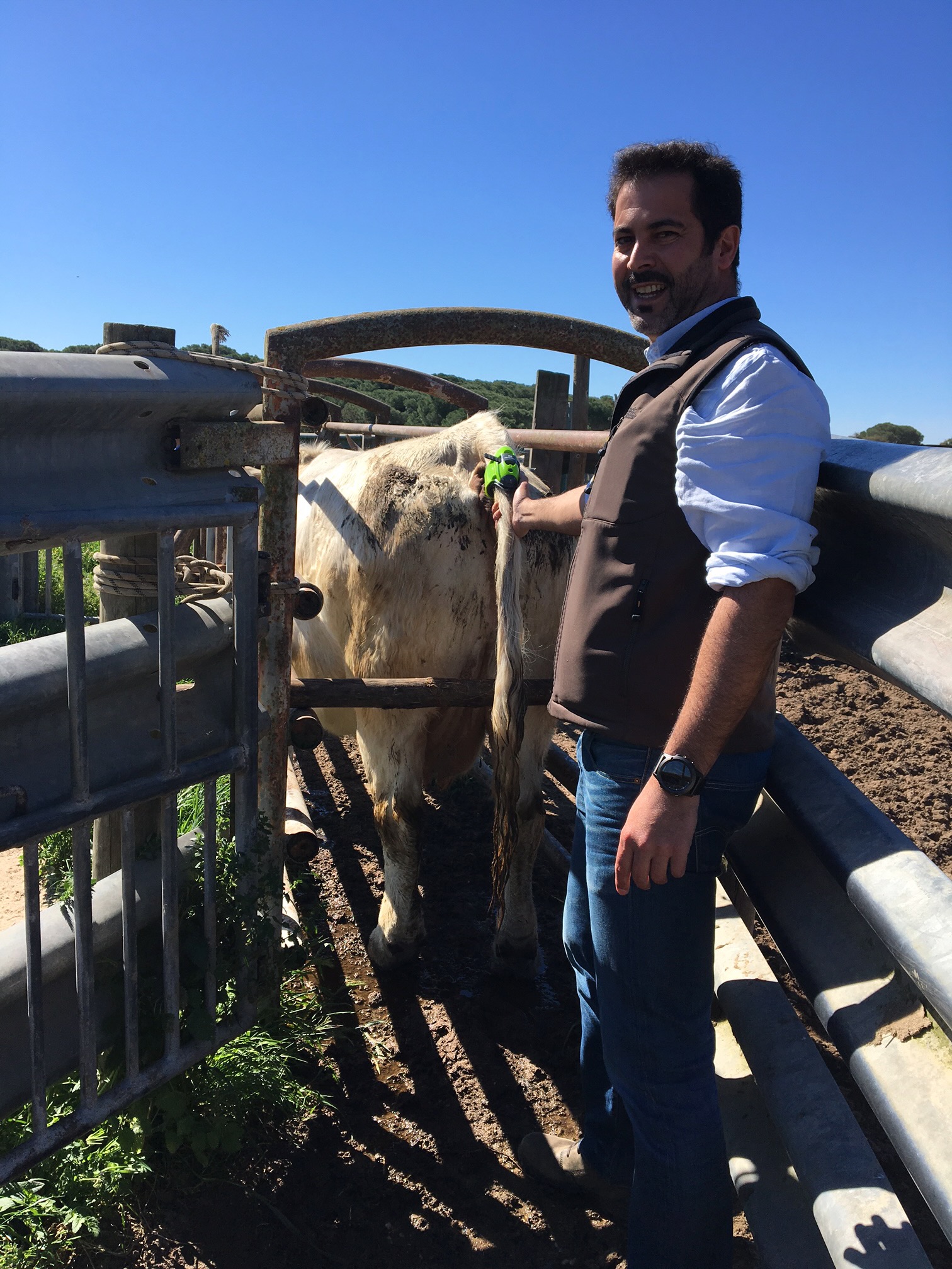 Moocall - See the Moocall Calving Sensor in action. This is real farm ...