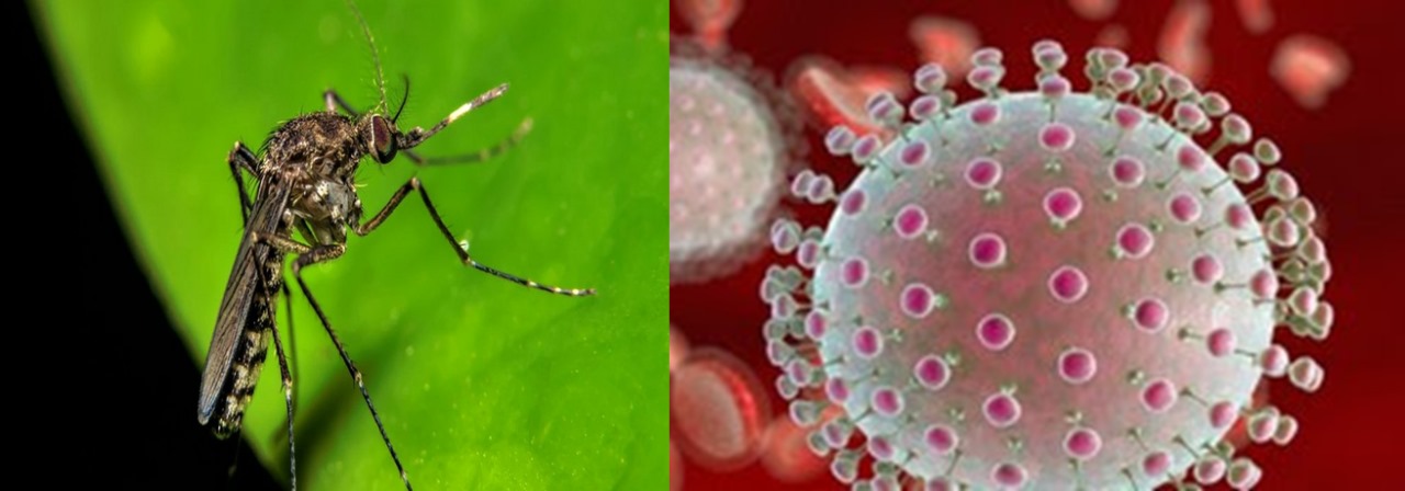 Radio San Carlos - Costa Rica en alerta por virus Oropouche detectado ...