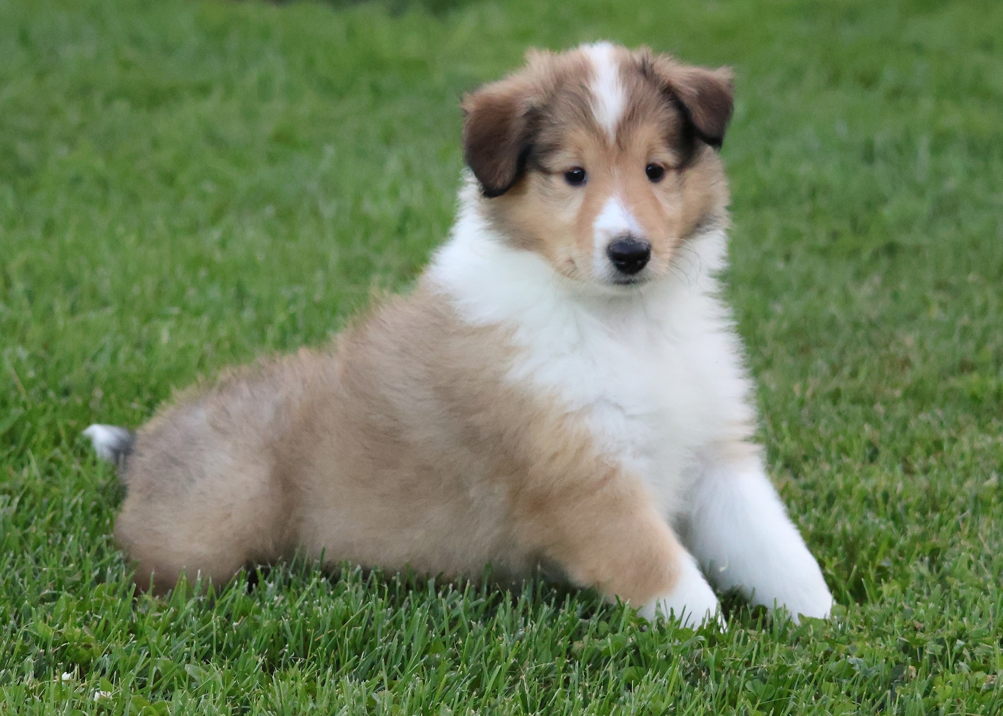 Garlind Ridge Collies added a new... - Garlind Ridge Collies