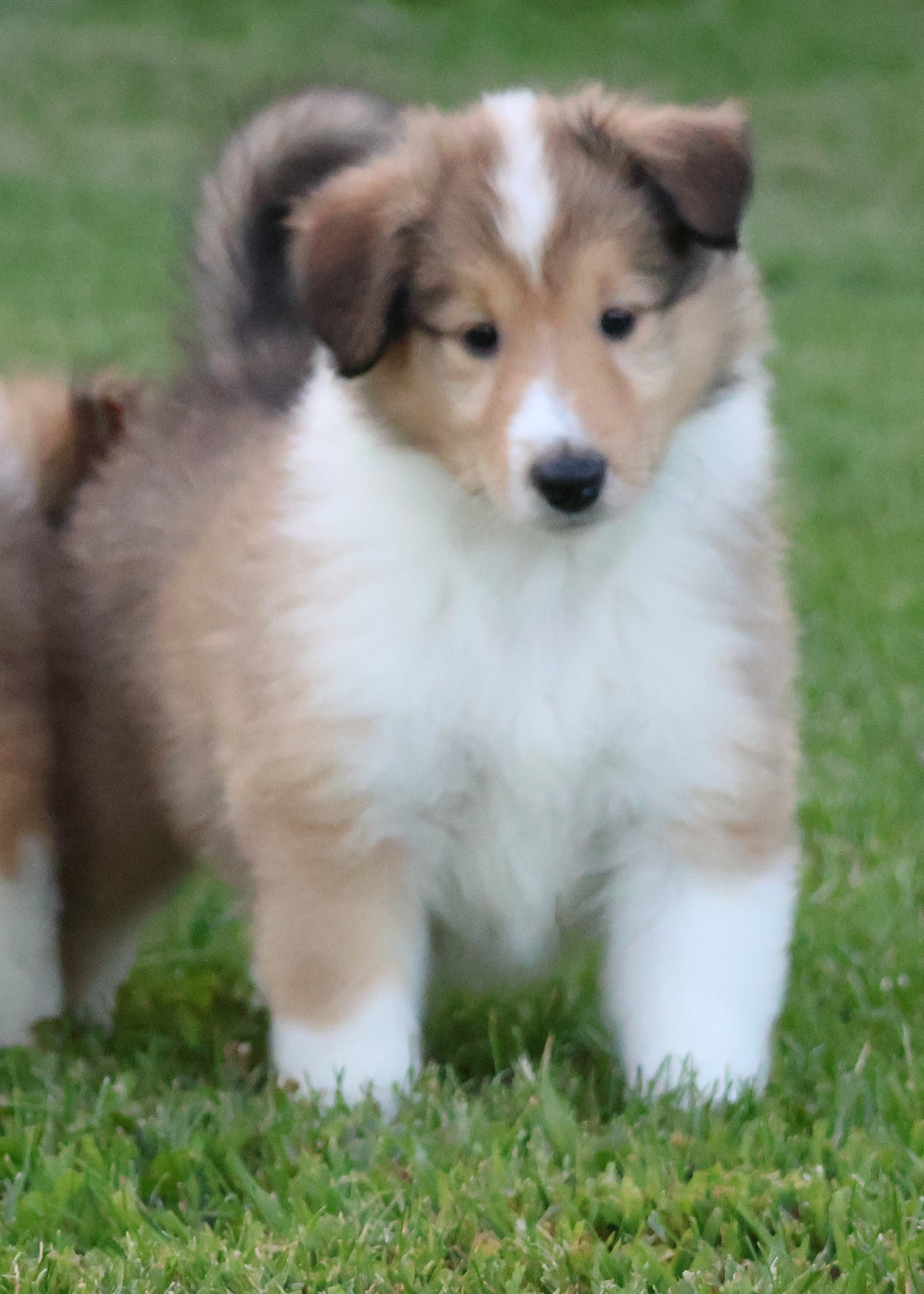 Garlind Ridge Collies added a new... - Garlind Ridge Collies