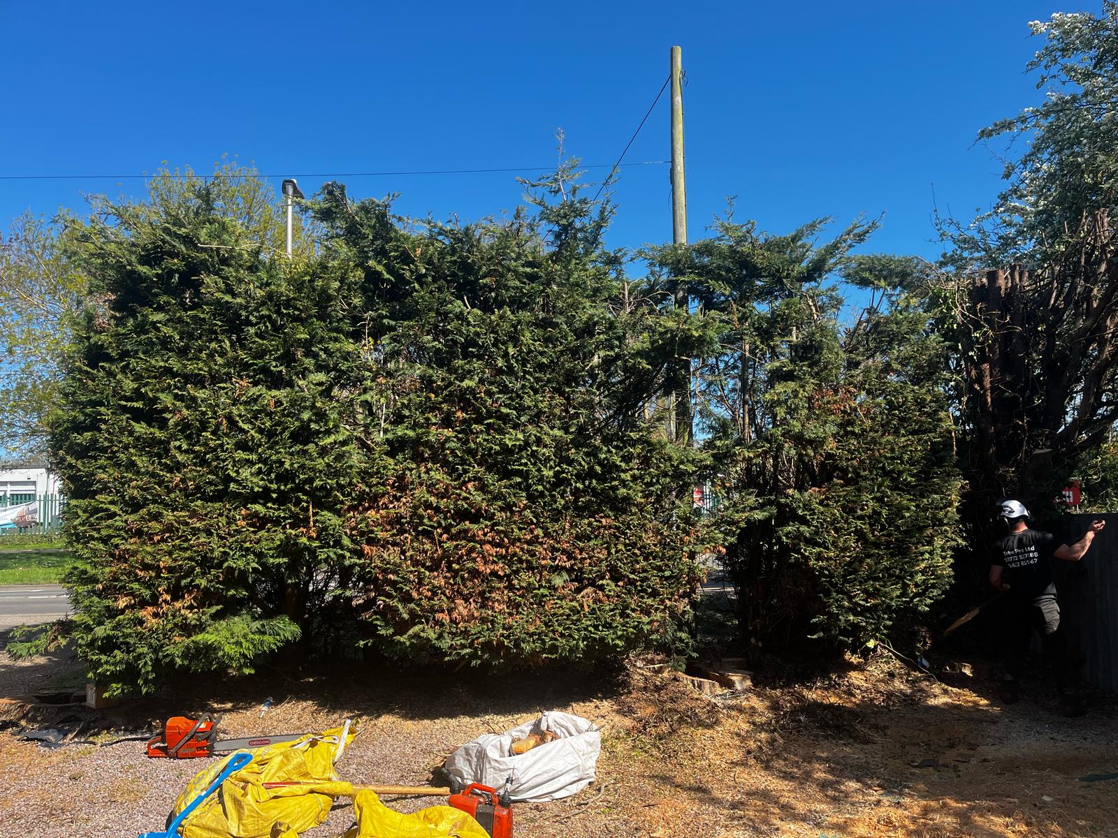 Tree Pro Ltd | Maidstone