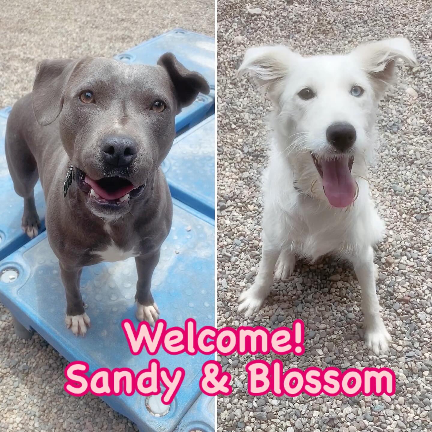 Downtown - Give a big welcome to our two newest dogs SANDY and BLOSSOM ...