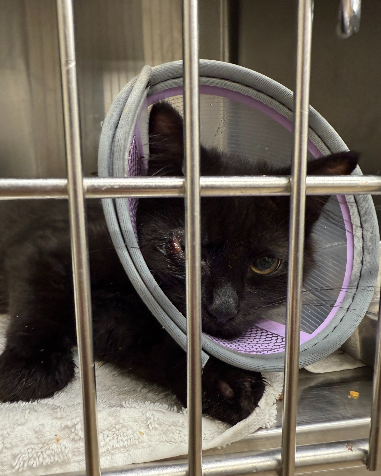 💔 Tiny, scared, and alone on... - Northshore Humane Society | Facebook