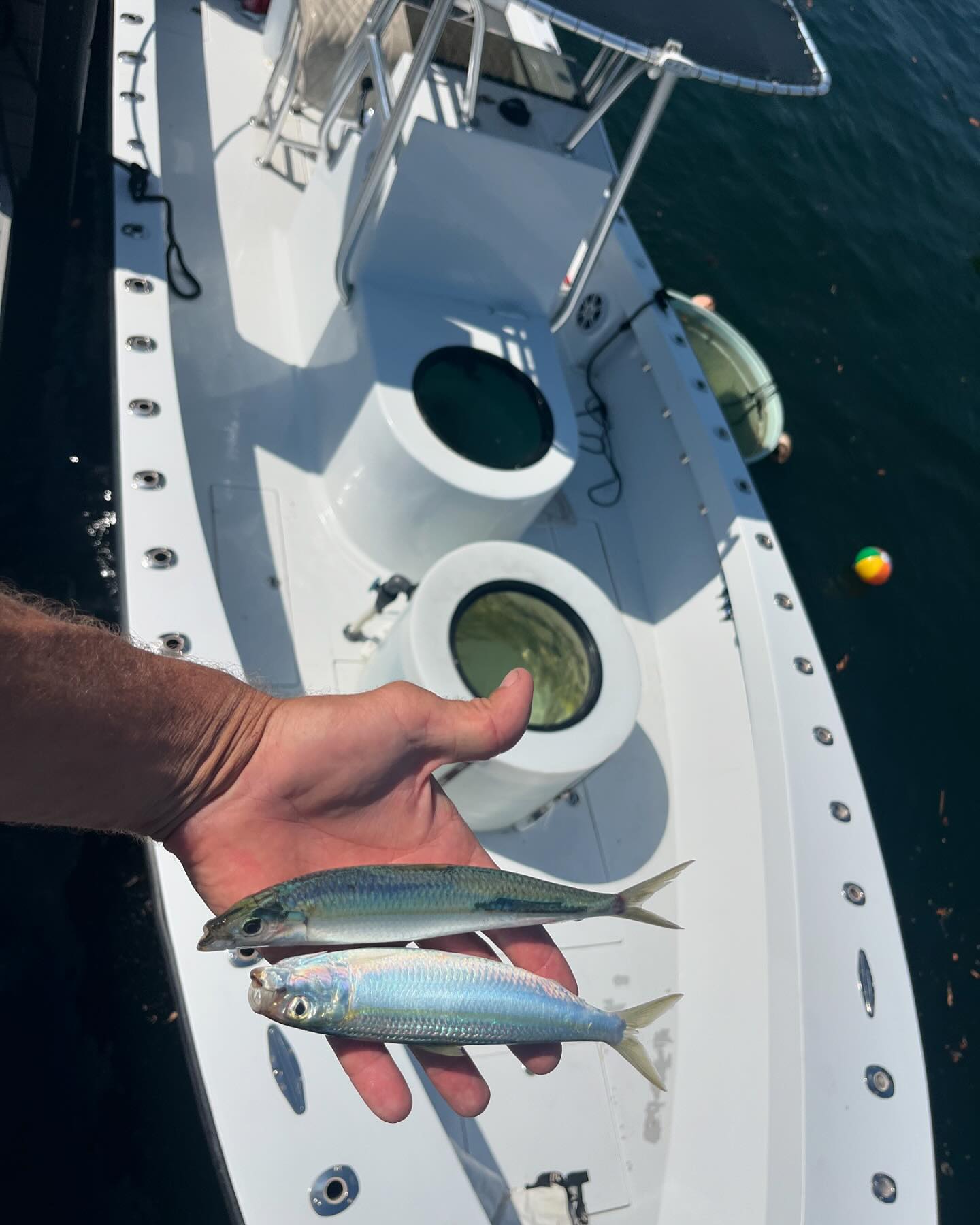 954 Live Bait | Lighthouse Point FL