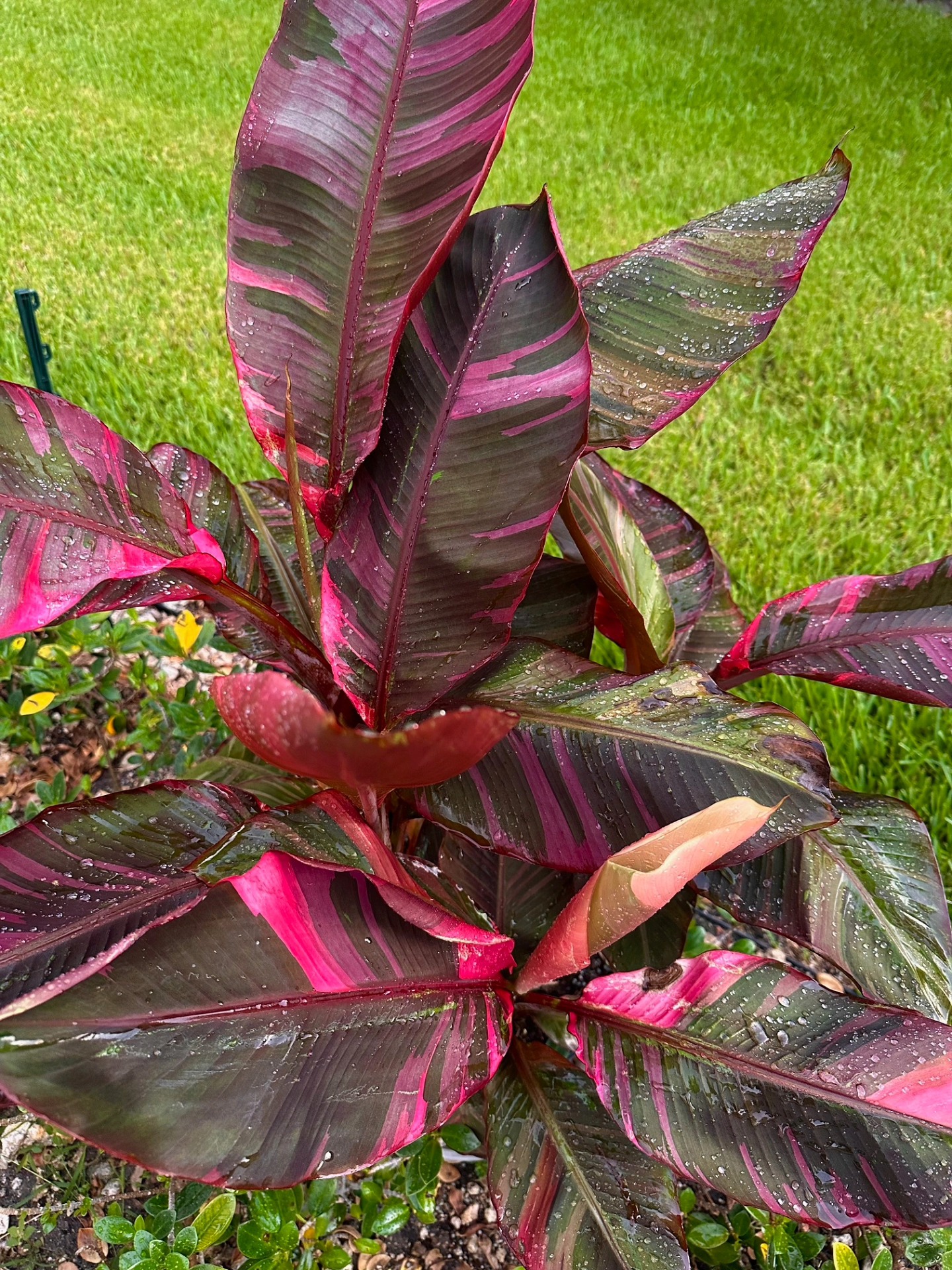The Musa Pink Nono Variegated Banana has officially sold out in